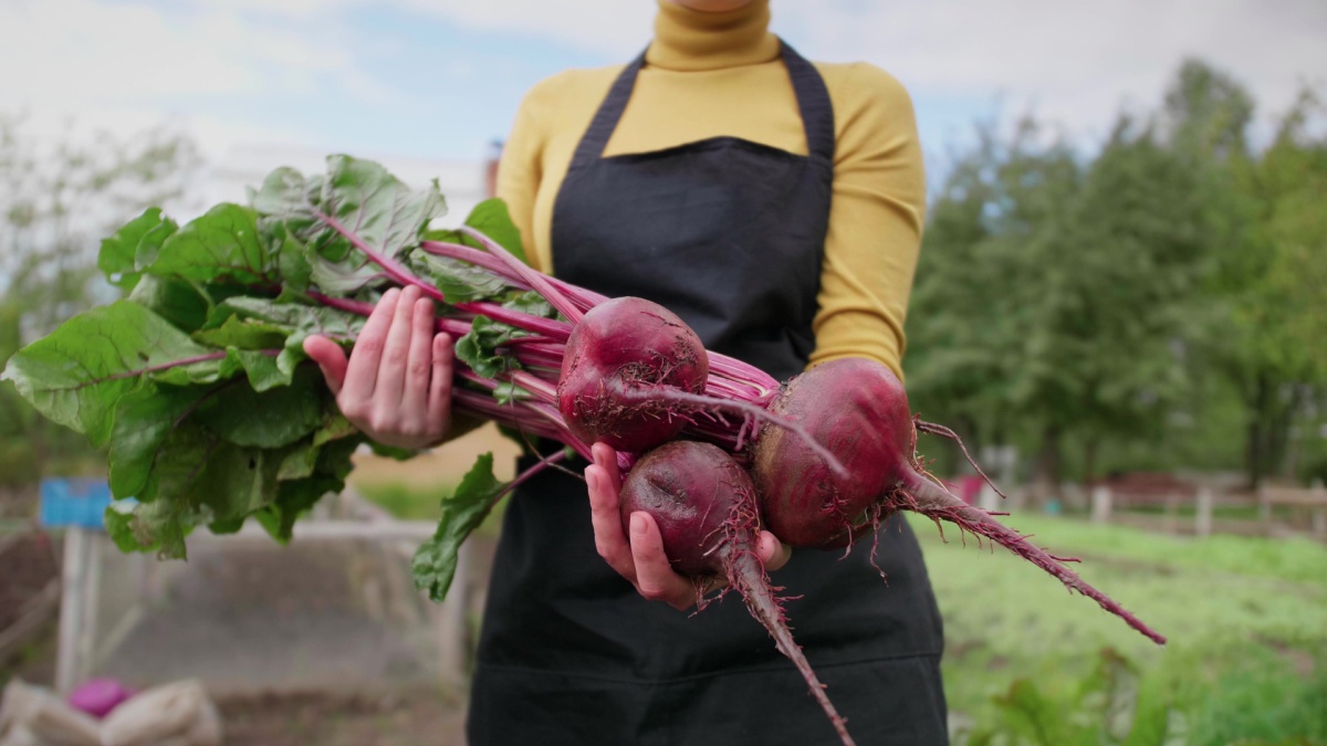 Woman farmer holding fresh vegetables. Harvesting beets and beet greens. Bionatural products, organic.