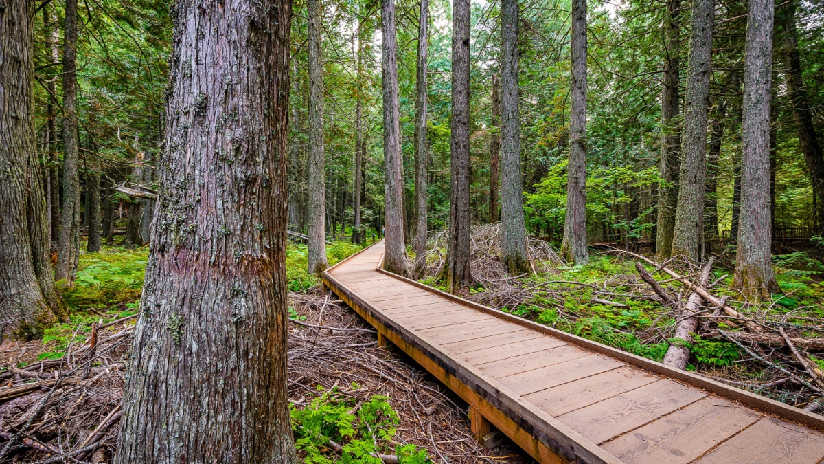 Trail of the Cedars, Avalanche Creek, and Avalanche Lake.