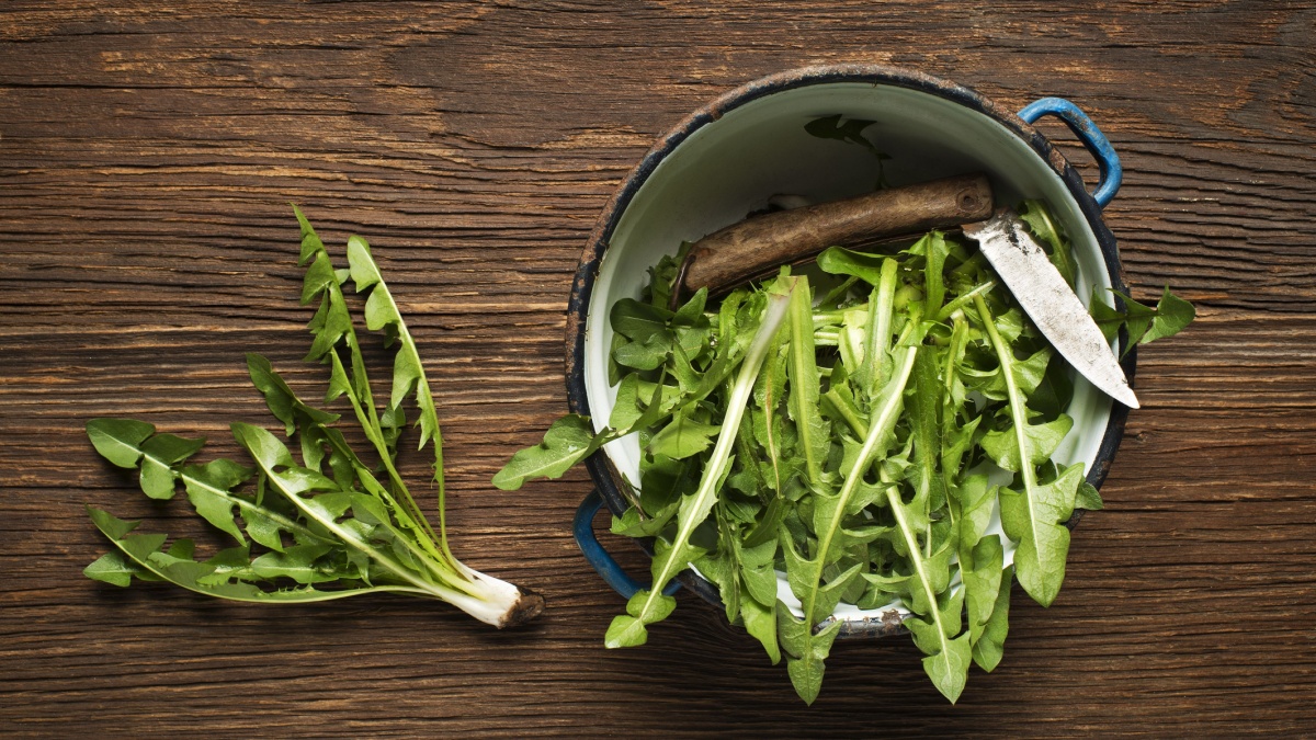 Fresh dandelion on wooden background overhead shoot.