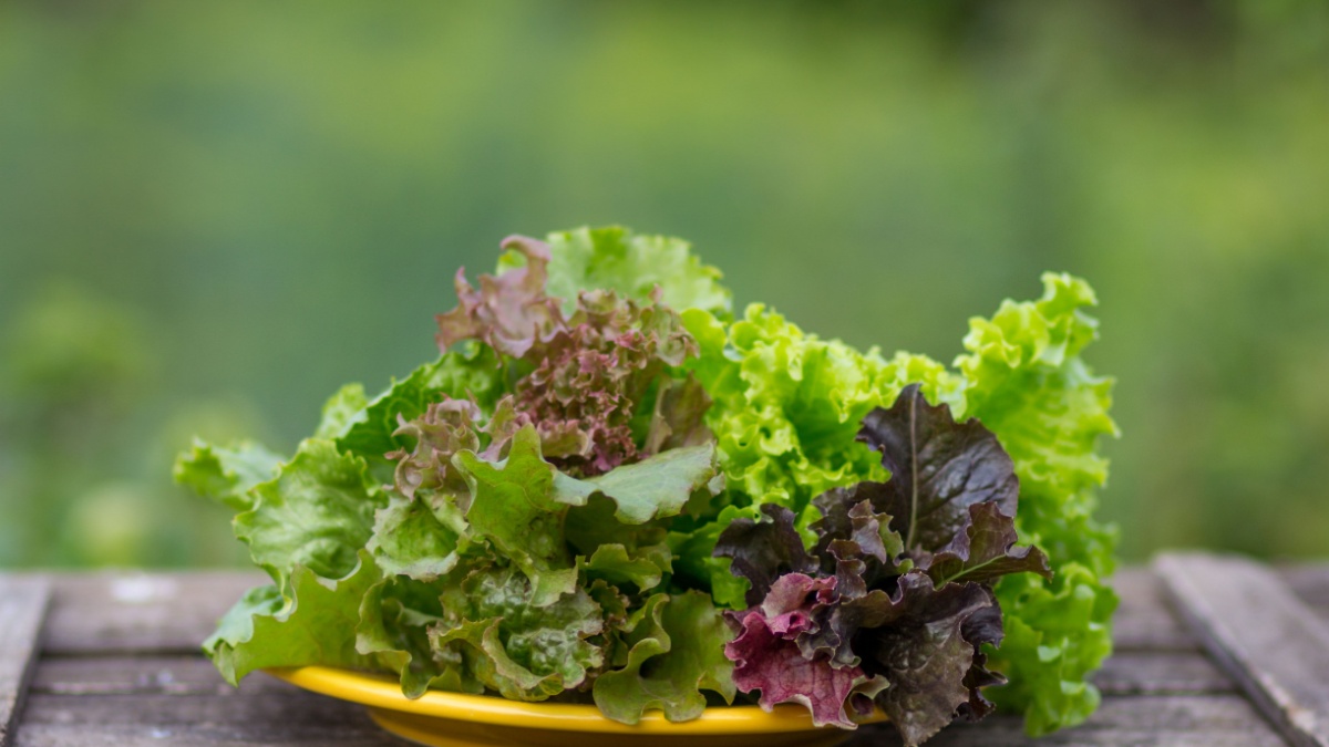 An image of green lettuce leaves.