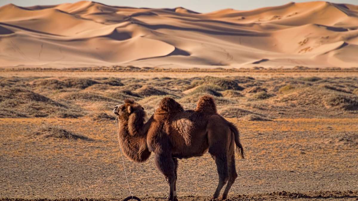 Domesticated Camel Pegged to Ground. Waiting, Standing Camel in Gobi Desert, Mongolia. Side View. Sand Dunes on Horizon.