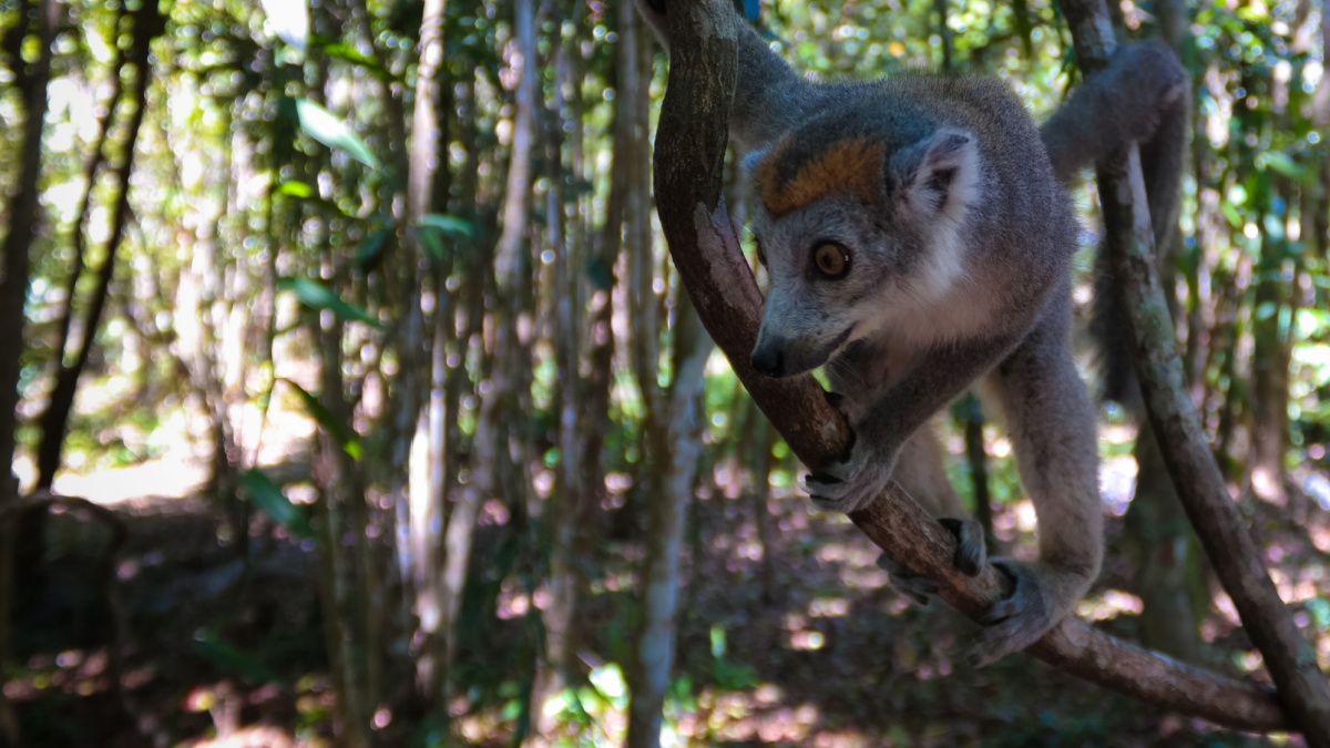 Portrait of crowned lemur at the tree in Atsinanana region, Madagascar.