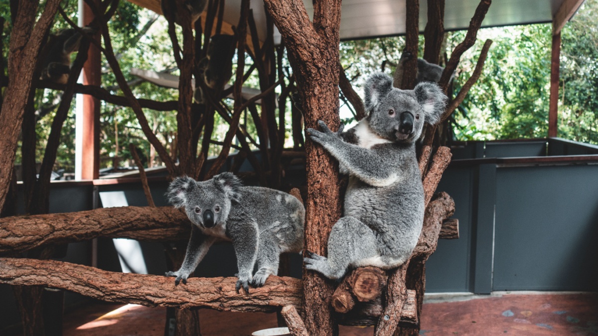 Kangaroos Koalas Lone Pine Sanctuary.
