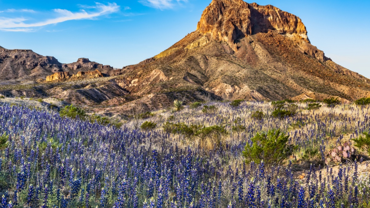 Field of blue bonnets along side Cerro Castella in Big Bend National Park.