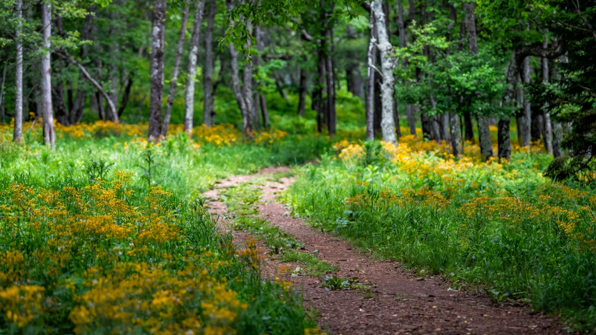 Story of the Forest trail in Shenandoah Blue Ridge appalachian mountains on skyline drive near Harry F. Byrd Visitor Center with yellow flowers and path.