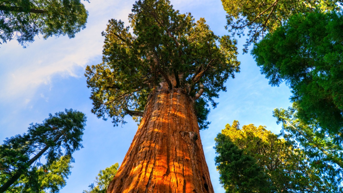 Natural valley of the Sequoia National Park at sunset, California, USA.