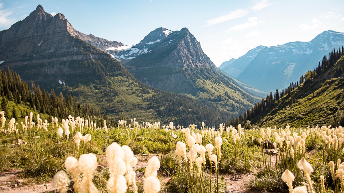 A landscape scenic view of the Rocky Mountain Range of Glacier National Park in Montana. Big blue skies and beargrass in bloom. A huge tourist destination. Photo taken off Going to the Sun Road.