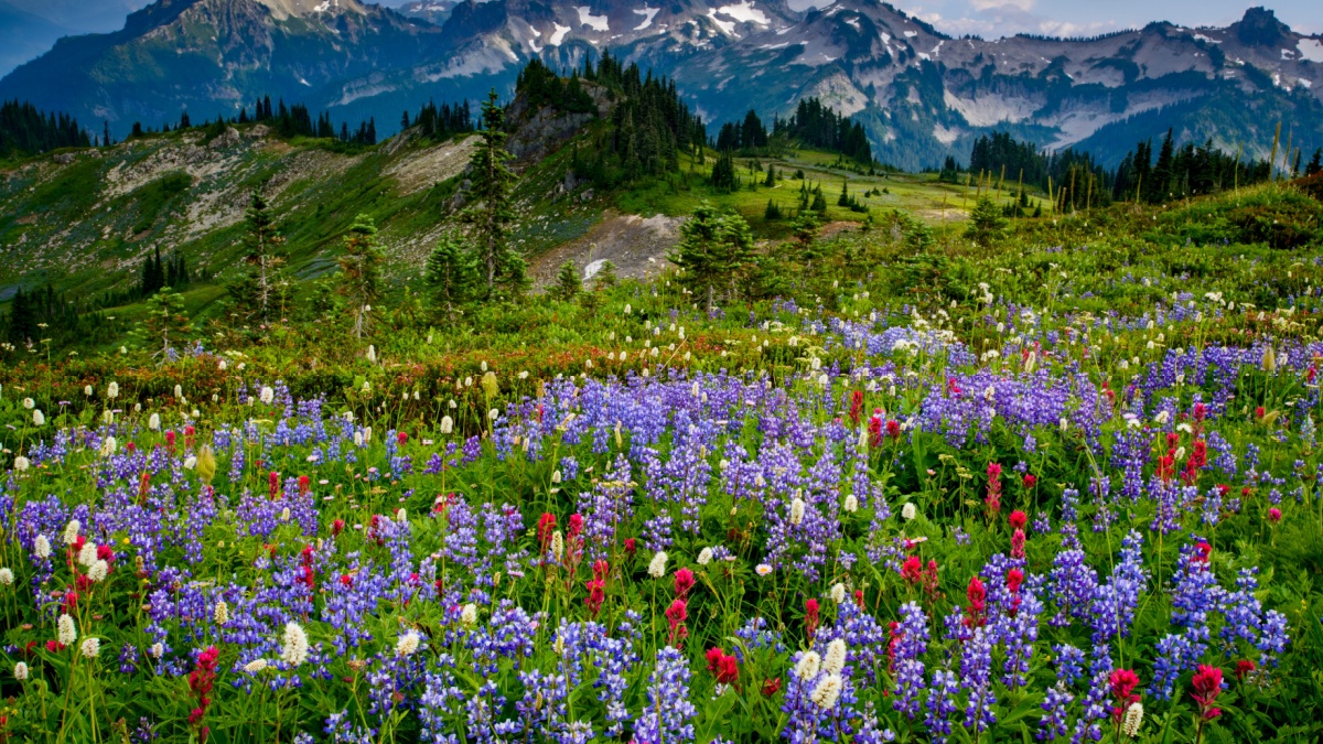 USA, Washington State, Mount Rainier National Park. Wildflowers carpet edge of Paradise hiking trail.