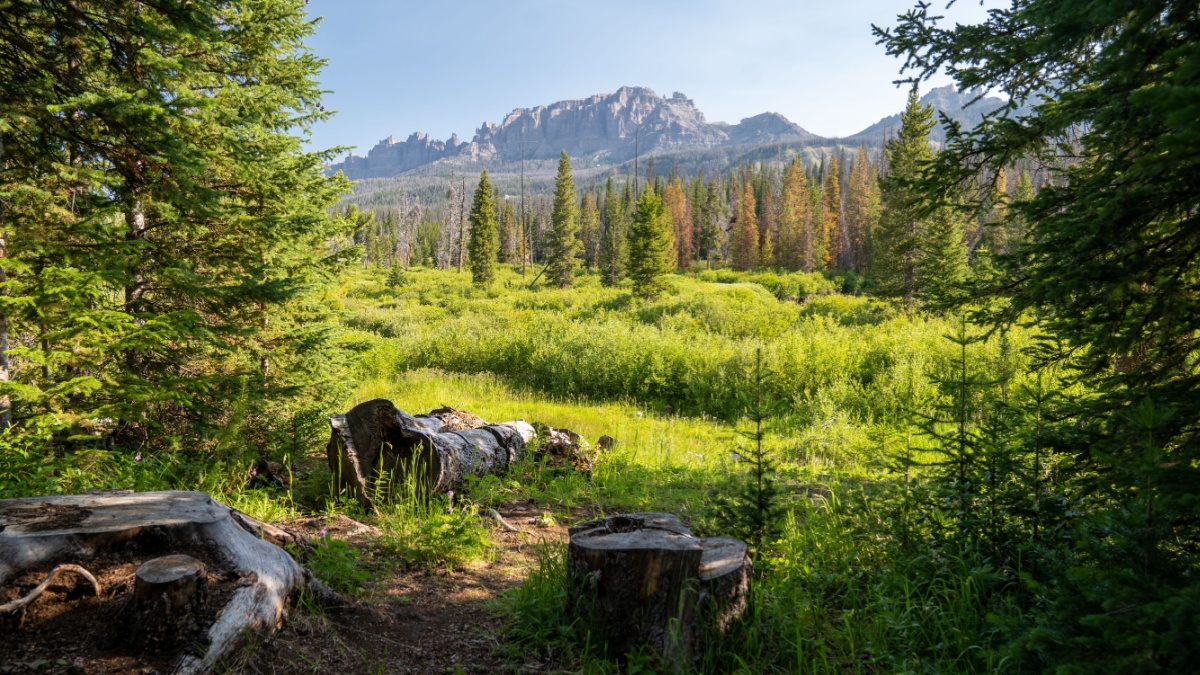 Beautiful summer view of Shoshone National Forest, in the Brooks Falls area near Dubois.