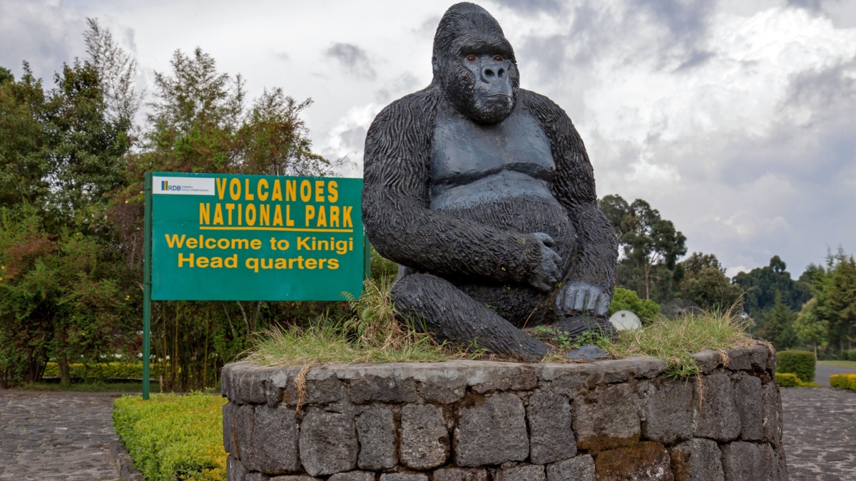 Statue of a mountain gorilla at the entrance of volcanoes national park in Kinigi, Rwanda.