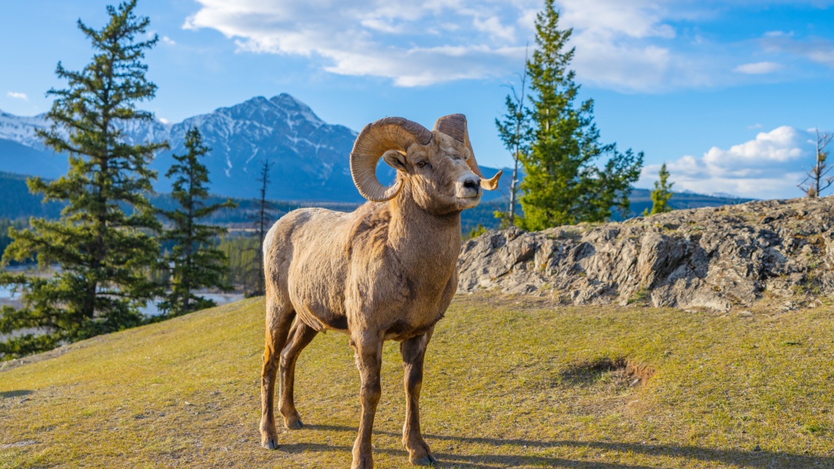 Standing BigHorn Sheep (Ovis canadensis) ram portrait. Canadian Rockies Jasper National Park landscape background. Nature scenery.