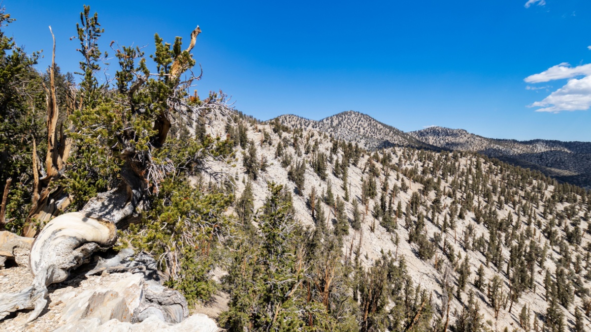 Ancient Bristlecone Pines in the Inyo National Forest.