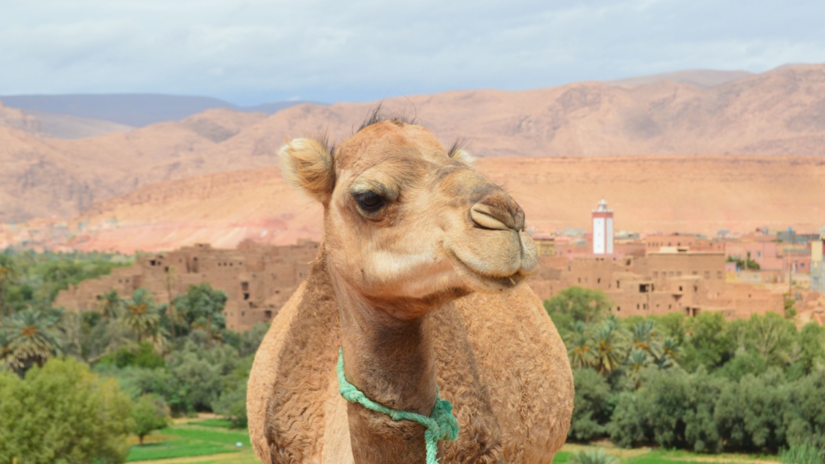 13 Best Desert Landscapes Around the World That Will Leave You in Awe