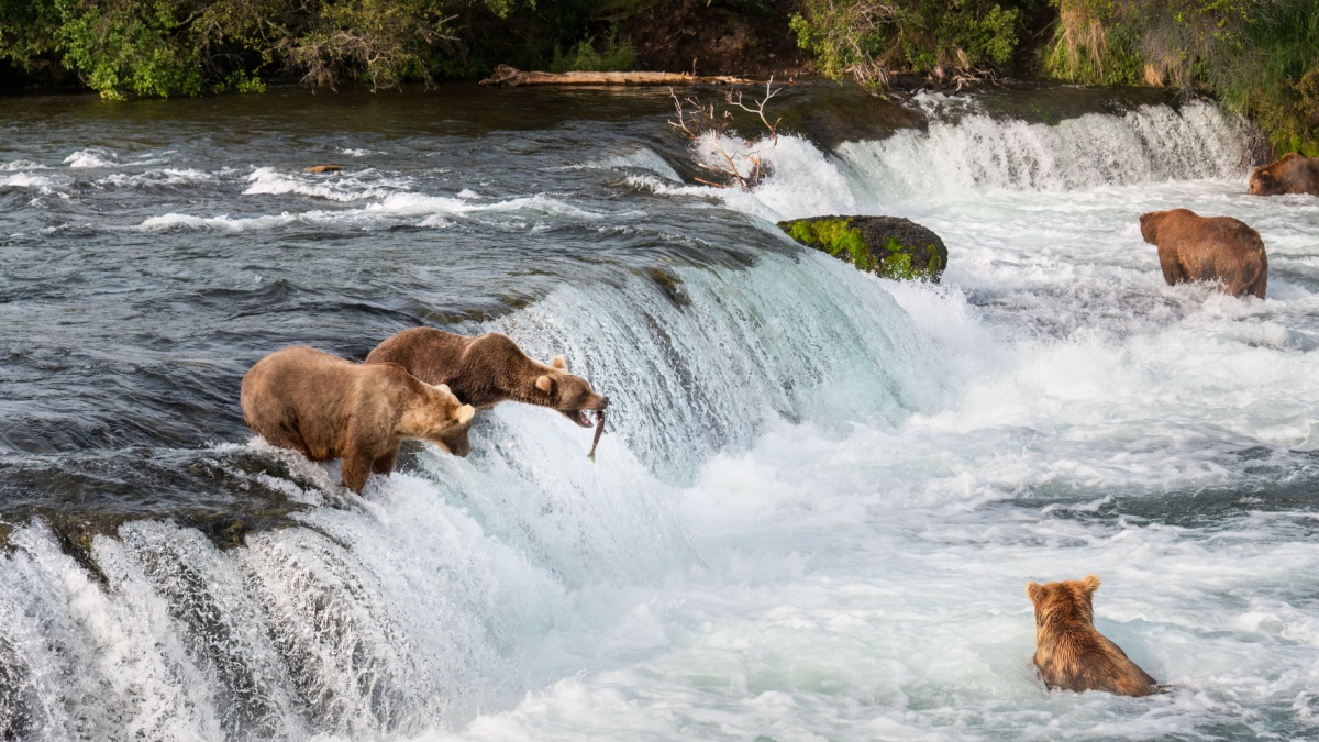 Brown bears fishing at Brooks falls. Red sockeye salmon jumping into a brown bear’s open mouth. Katmai National Park. Alaska.