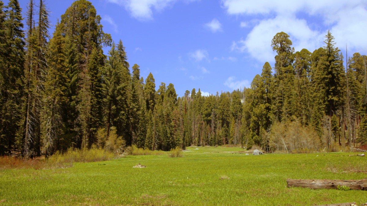 Beautiful Forest full of Giant Red Sequoia Trees in Sequoia and Kings Canyon National Parks, in Central California.
