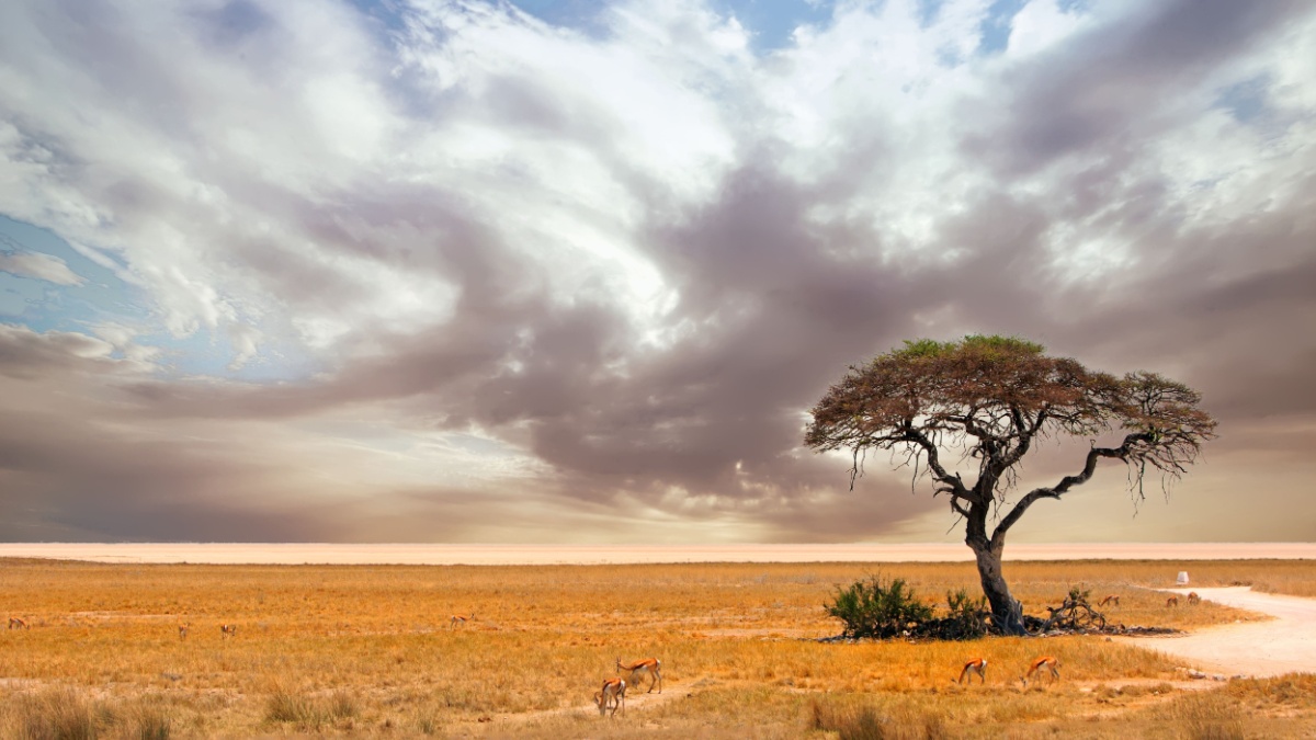 Acacia Tree with Etosha Pan in the distance with a few springbok feeding on the dry yellow african plains.