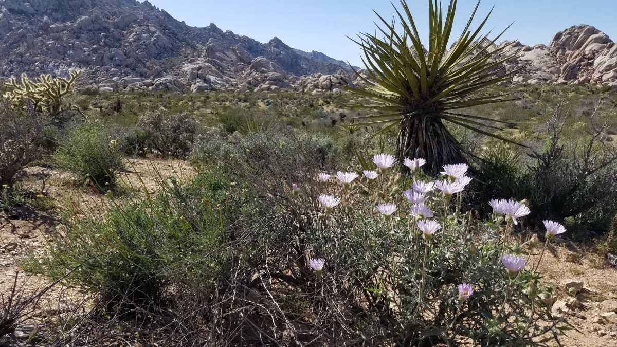Pale Purple Wildflowers Blooming in Death Valley National Park, California.
