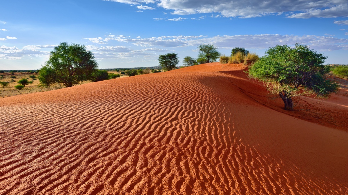 Beautiful landscape in Kalahari with big red dune and bright colours at sunset time.