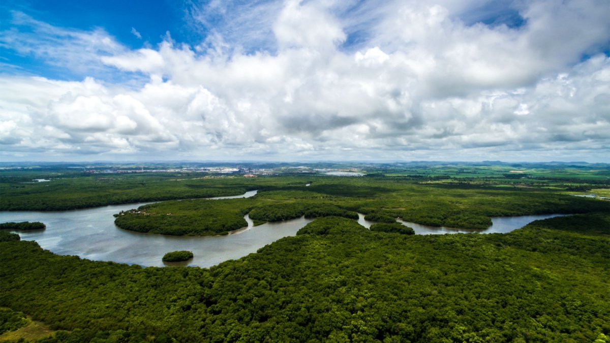 Amazon rainforest in Brazil, South America.