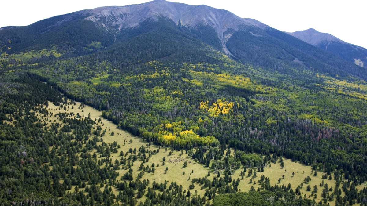 Mt. Humphrey, Arizona.