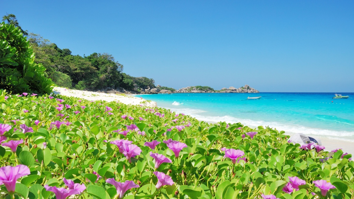 Purple wild flowers on beach.