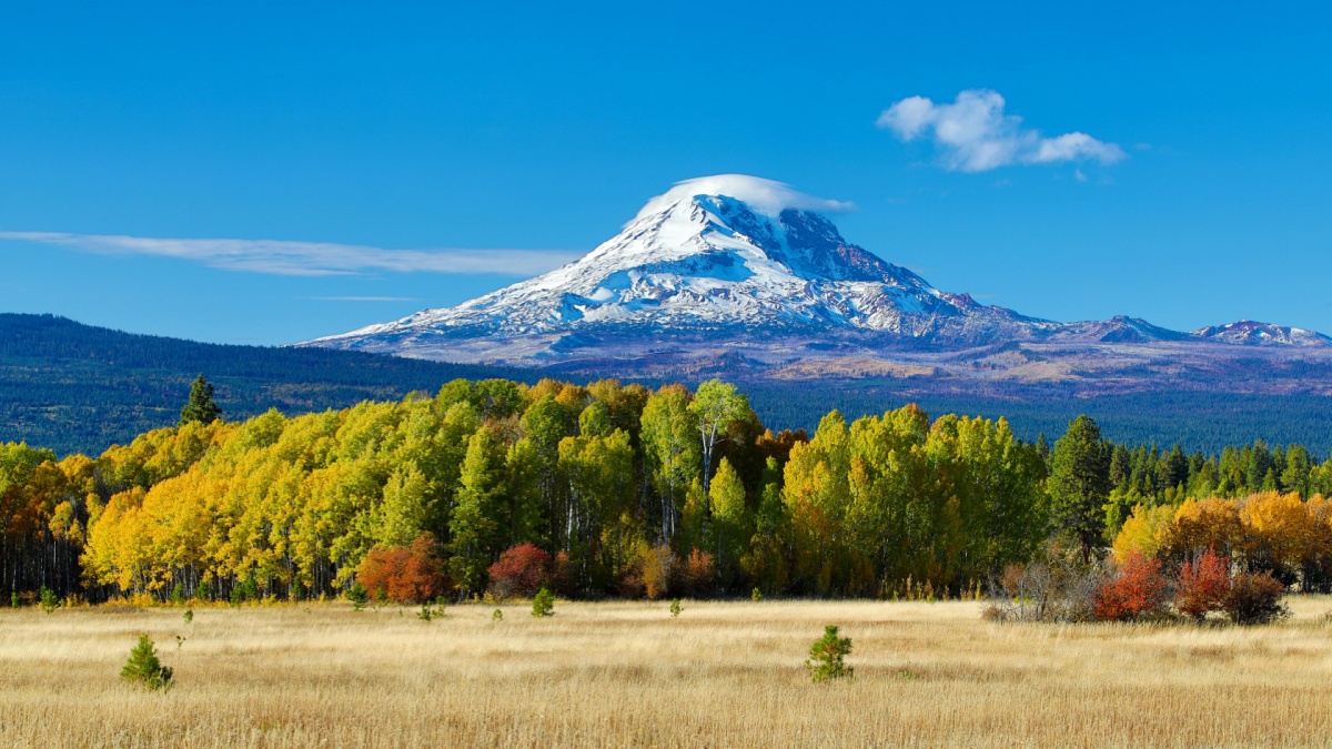 Mt Adams and aspen trees in autumn and a grazing field.