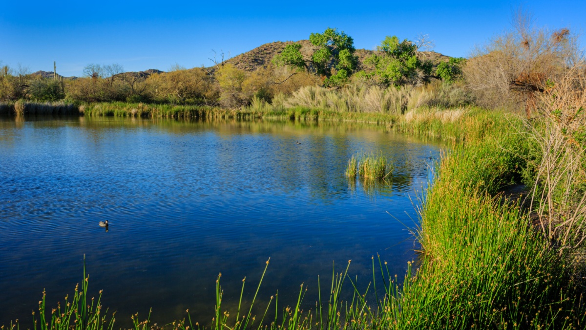 Quitobaquito Springs creates a literal oasis amidst the parched desert land of Organ Pipe National Monument of southern Arizona.