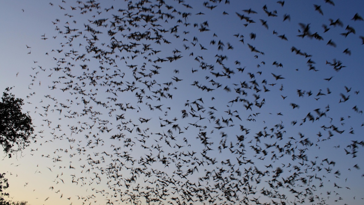 Mexican free tailed bats exiting Bracken Bat Cave.