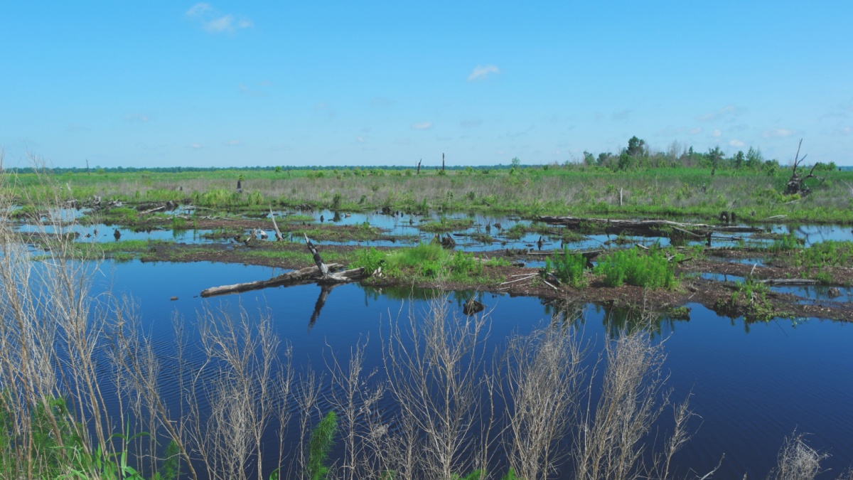 View of the Great Dismal Swamp in southern Virginia.