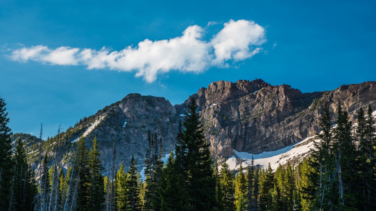 Beautiful Albion Basin in Little Cottonwood Canyon. Utah, USA 20 miles east of Salt Lake City. Home to one of the greatest wildflower blooms in the US. Bloom starts in mid July thru August.