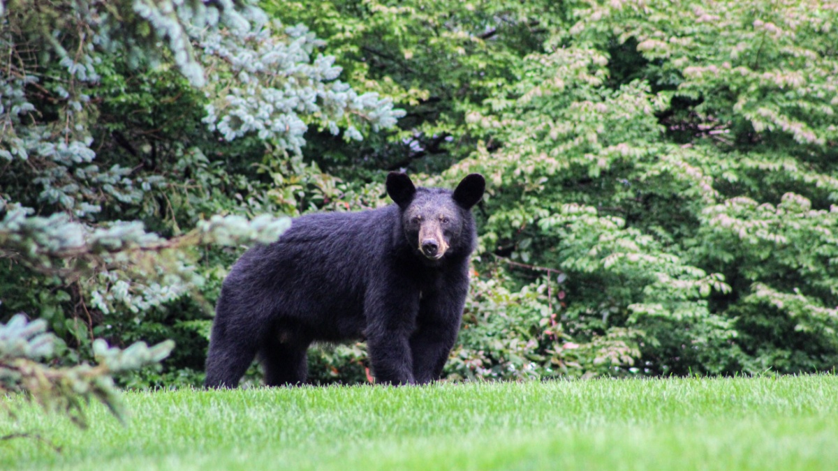 Black Bear In The Woods 2.