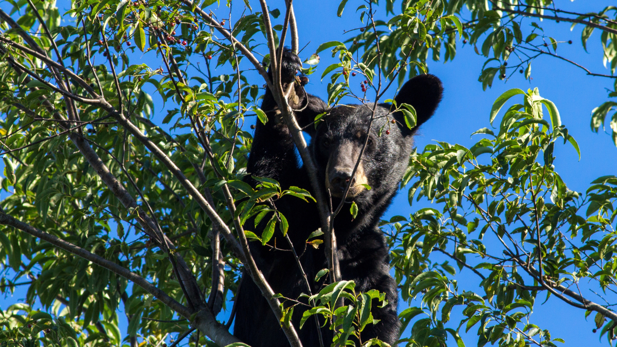A bear in Shenandoah National Park.