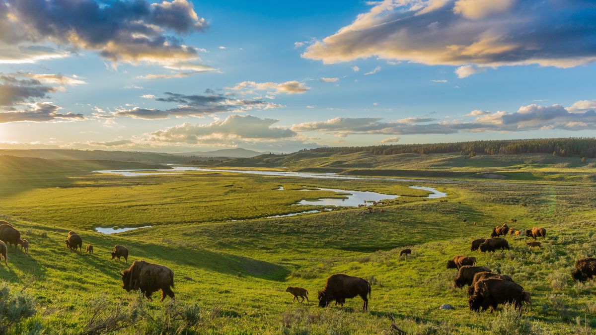 A bison herd grazing in the Hayden Valley, Yellowstone National Park.
