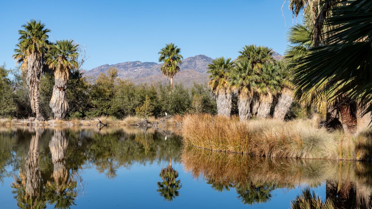 Agua Caliente Regional Park - Tucson Arizona.