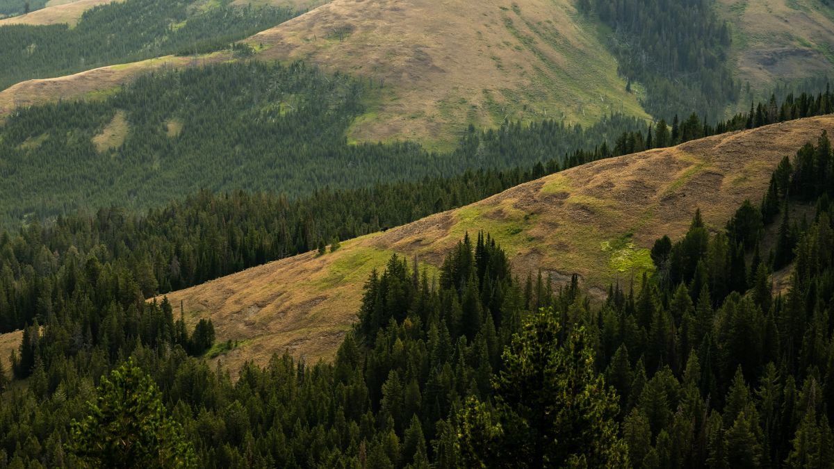 Bison Climbing One of Many Hills Along Specimen Ridge Trail in Yellowstone National Park.