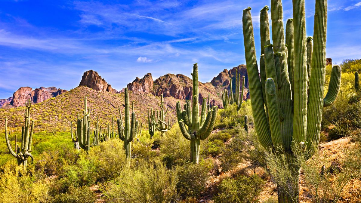 Blooming Saguaros in Sonoran Desert, Arizona.