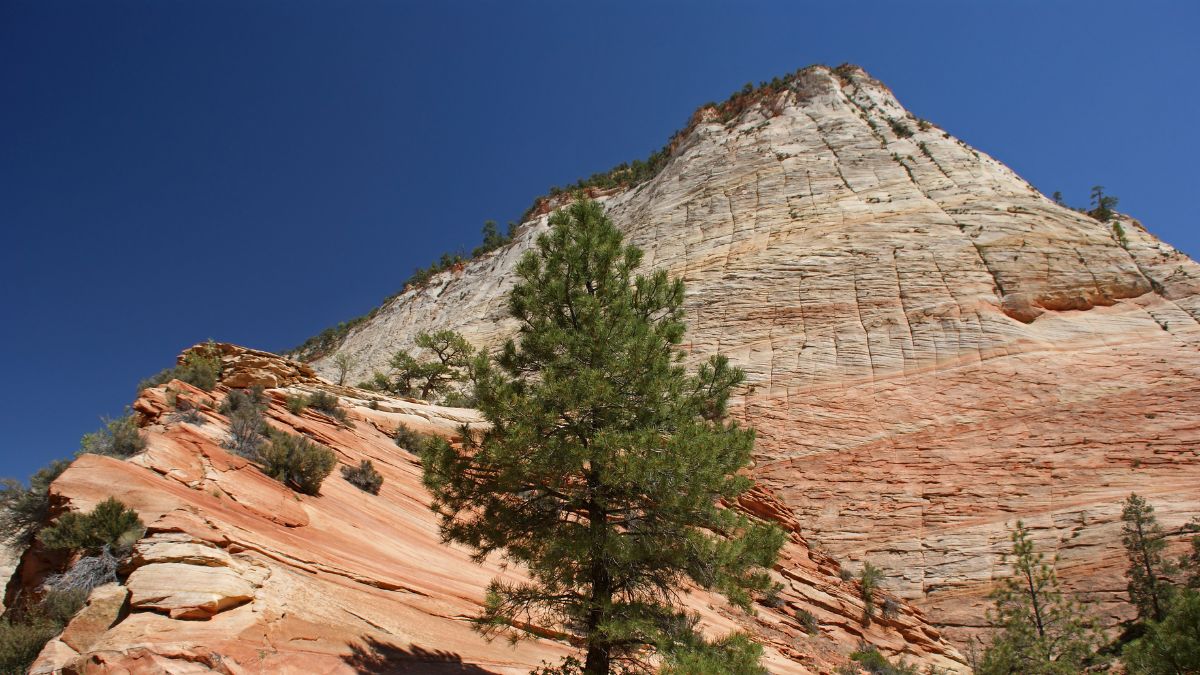 Checkerboard Mesa - Zion NP / Utah.