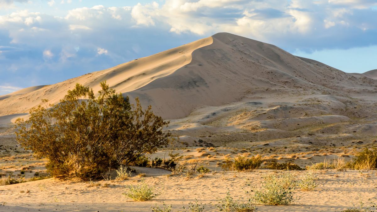 Golden light on Kelso Sand Dunes at sunset in the Mojave Desert, Mojave National Preserve, California, USA.