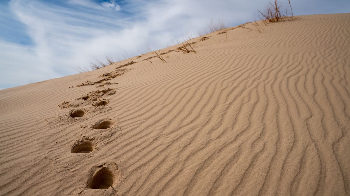 Monahans Sandhills State Park.