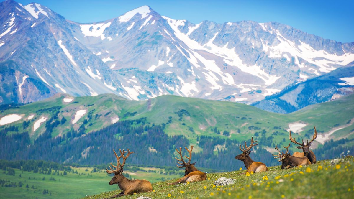 North American Elks on the Rocky Mountain Meadow in Colorado, United States. Resting Elks.