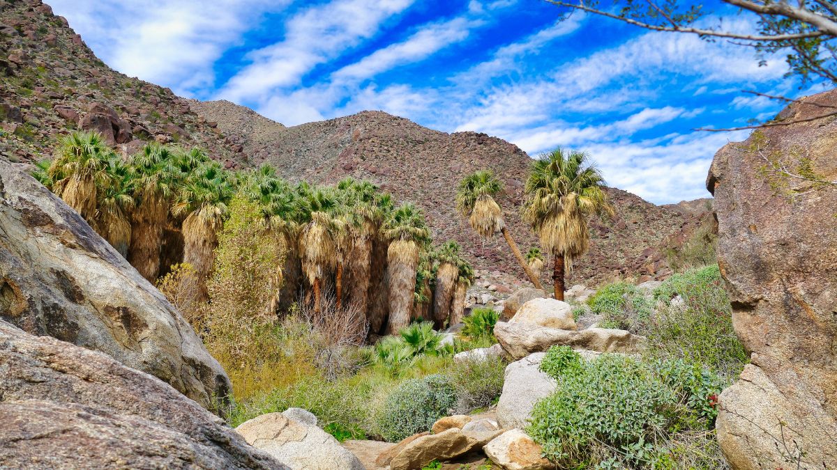 Palm grove with California fan palms in he oasis of Palm Canyon, San Ysidro Mountains, Anza-Borrego Desert State Park, California, USA.