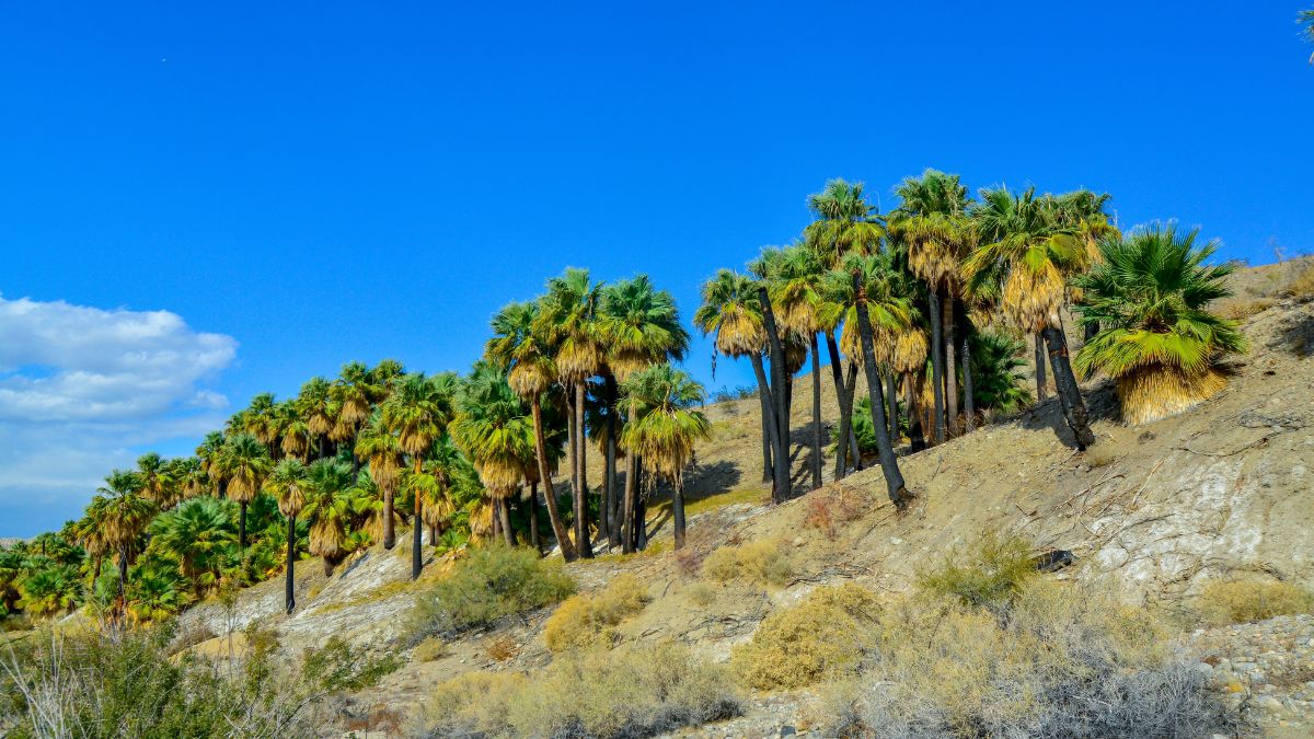 Palm trees rise in the desert at Thousand Palms Oasis near Coachella Valley Preserve. Villis palms oasis. California.