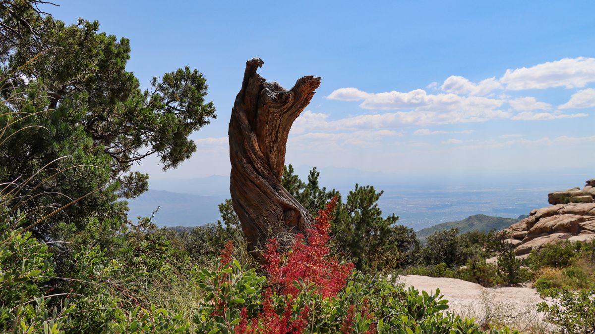 Petrified log overlooking Tucson (Mt. Lemmon).