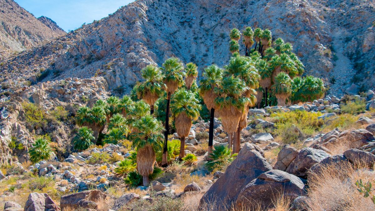 The Forty-nine Palms oasis in Joshua Tree National Park is home to native Washingtonia Fan Palms, Washingtonia robusta, providing habitat and water for desert species.