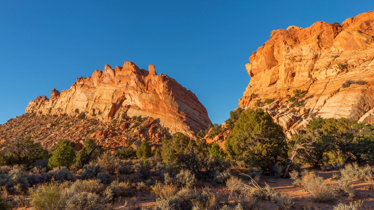 USA, Utah. Capitol Reef National Park, unnamed redrock butte at sunset above pine and juniper trees, Upper Muley Twist Canyon.
