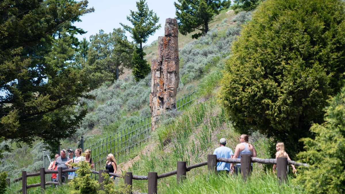 Yellowstone, WY / USA  -  June 29 2019: Group of tourists near famous petrified tree landmark.