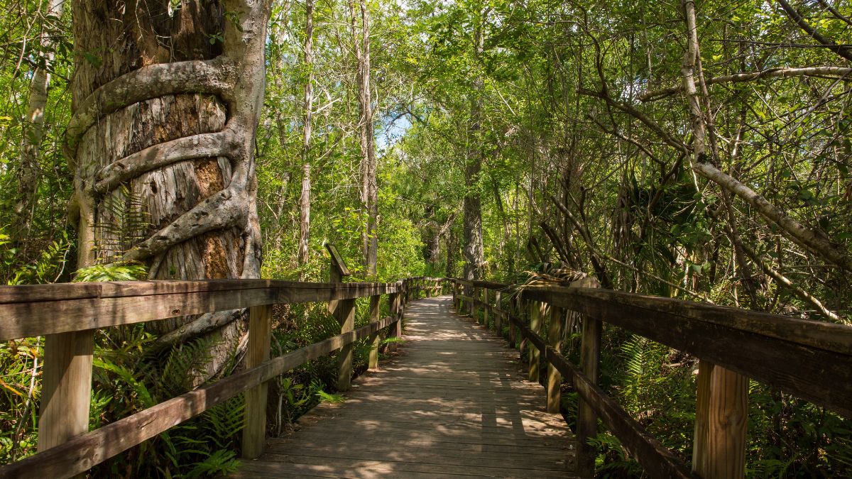 Big Cypress Bend Boardwalk winds through the Fakahatchee Strand Swamp and ends at an alligator pond and observation deck in Naples, FL .