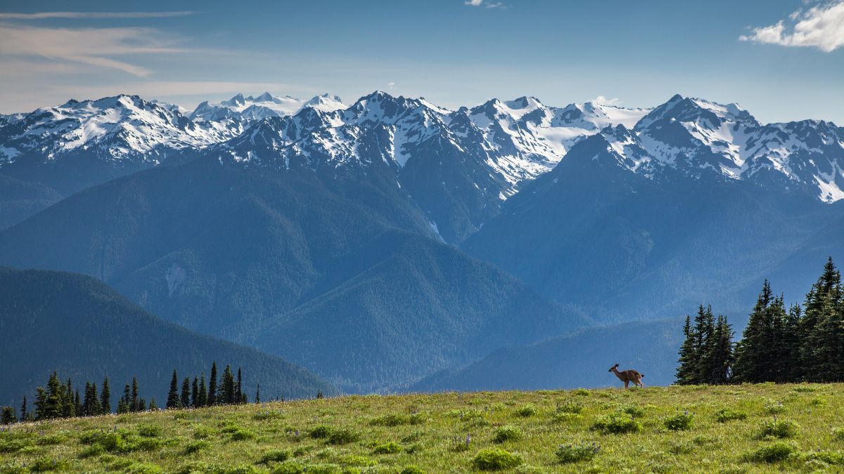 Blacktail deer at Hurricane Ridge with Olympic Mountains in the distance.