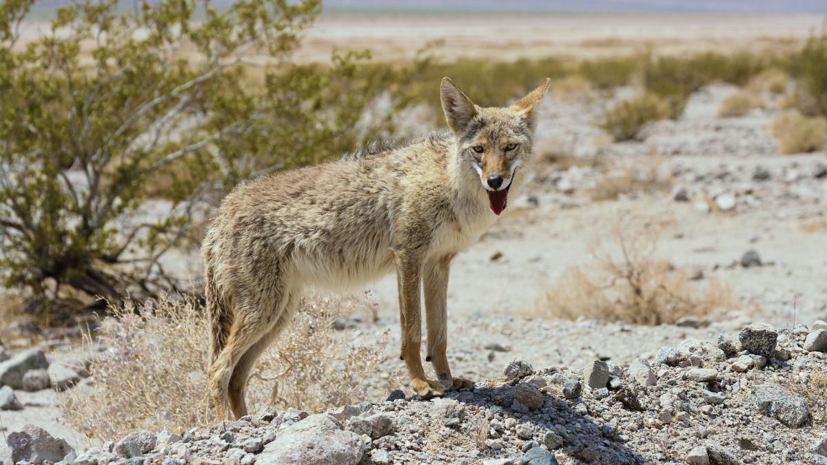 Coyote (Canis latrans) in the California desert.