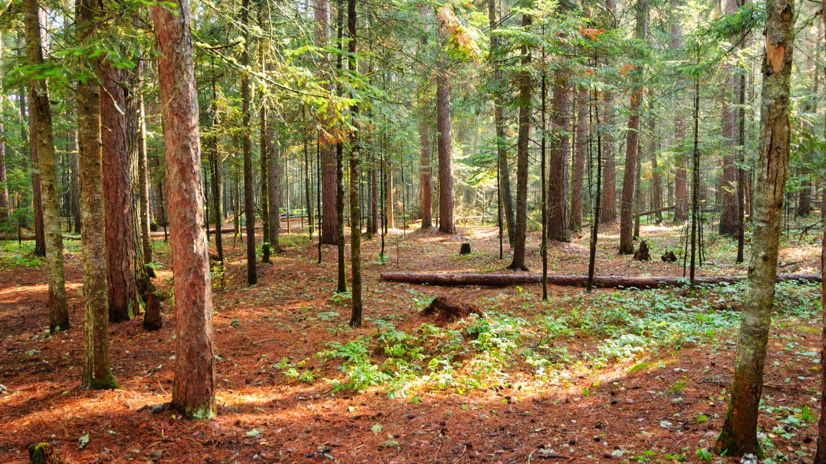 Forest Floor at Katahdin Woods and Waters National Monument.